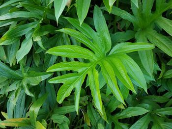 Full frame shot of green plant