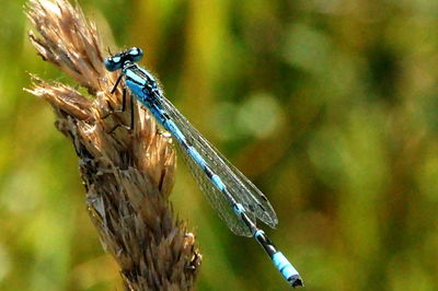 Close-up of dragonfly perching on plant