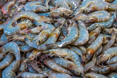 Fresh-caught seafood for sale at a street market