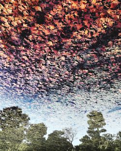 Low angle view of trees against sky during autumn