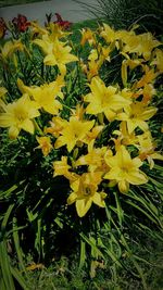 Close-up of yellow flowers