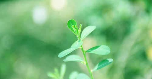 Close-up of fresh green leaves