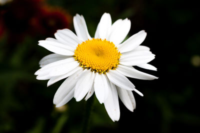 Close-up of white daisy