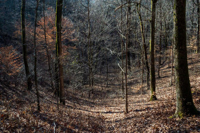 View of trees in forest