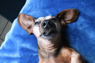 High angle view of dog relaxing on bed