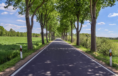 Rear view of man on road amidst trees against sky