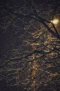 Close-up of tree branches at night