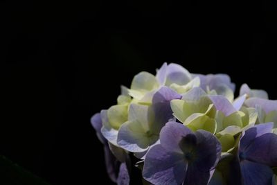 Close-up of purple hydrangea flowers against black background