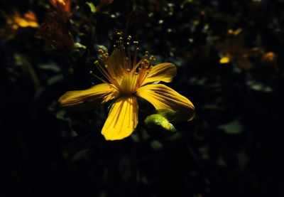 Close-up of yellow flower