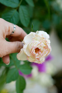 Close-up of hand holding rose flower