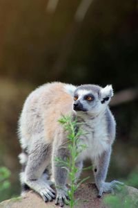 Ring-tailed lemur on rock in forest