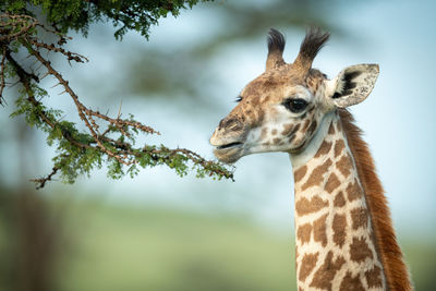 Close-up of masai giraffe nibbling on thornbush