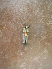 High angle view of insect on river