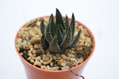 Close-up of potted plant against white background