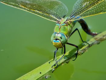 Close-up of insect on leaf