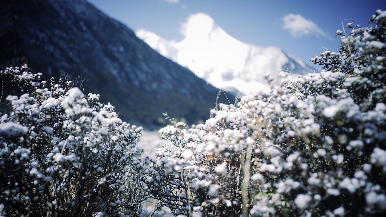 mountain, snow, winter, cold temperature, beauty in nature, tree, season, sky, nature, tranquility, mountain range, scenics, tranquil scene, white color, snowcapped mountain, growth, weather, flower, day, non-urban scene
