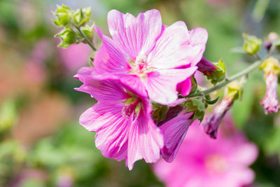 Close-up of pink flowering plant