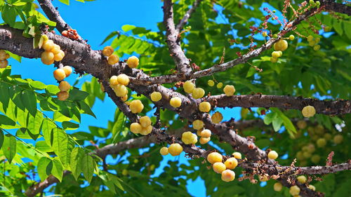 Low angle view of fruits growing on tree against sky