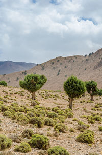 Plants growing in desert against cloudy sky