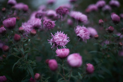 Close-up of pink flowering plants