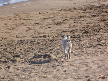 Full length of a horse on the beach