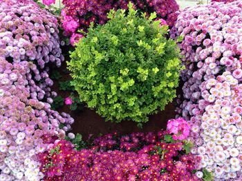 Full frame shot of pink flowers