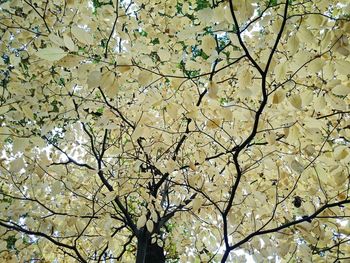 Low angle view of flower tree against sky