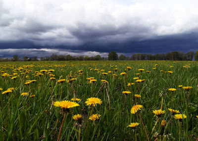 Scenic view of oilseed rape field against cloudy sky