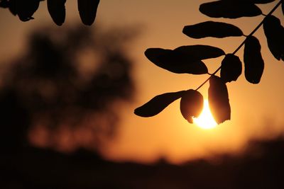 Close-up of orange leaves