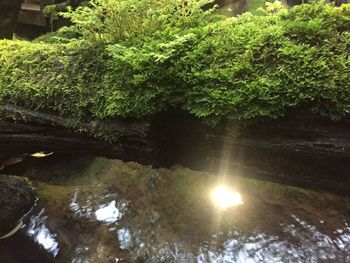 Scenic view of lake in forest