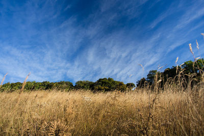 Plants growing on field against sky