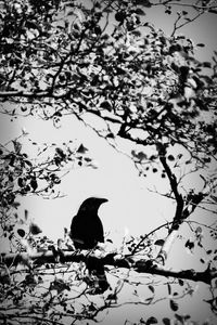 Low angle view of bird perching on tree