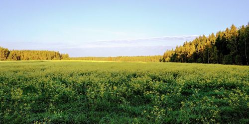 Scenic view of field against sky