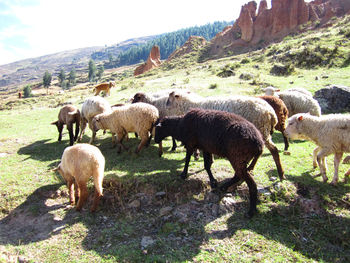 Sheep grazing on field