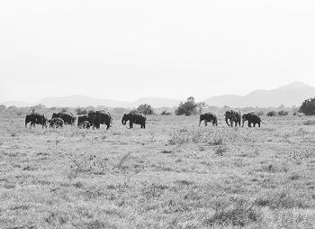 View of sheep grazing in field