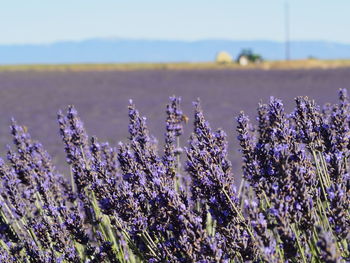 Close-up of purple flowering plants on field