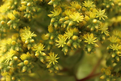 Close-up of yellow flowering plants in park