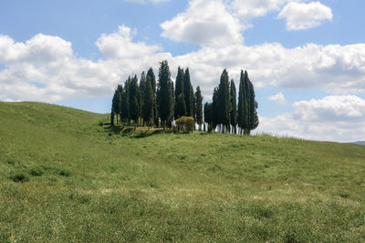 Trees on field against sky