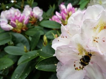 Close-up of insect on pink flower