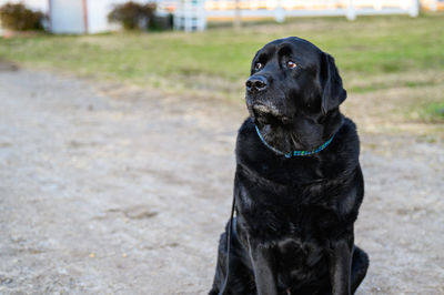 Black dog looking away with collar and leash
