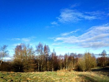 Bare trees on landscape