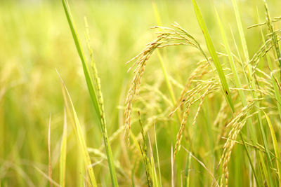 Close-up of stalks in field