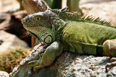 Close-up of lizard on rock