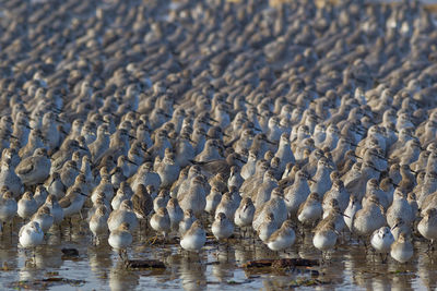 High angle view of shallow water on beach