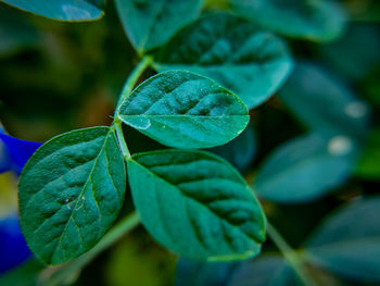 Close-up of green leaves