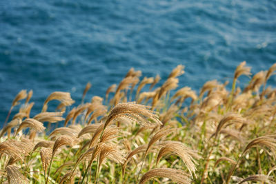 Close-up of crops growing on beach