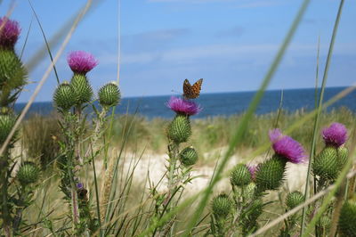 Close-up of thistle blooming on field against sky