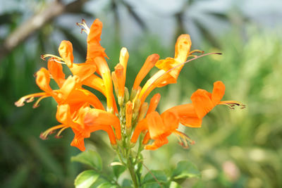 Close-up of orange flowering plant