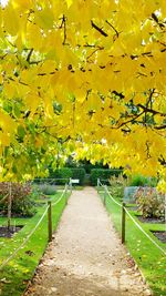 Yellow flowers on field