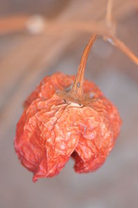 Close-up of red flower